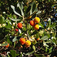 Arbutus unedo Auf RikenMons Nature.Guide
