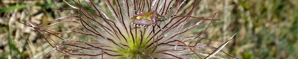 Nature-guide information on bug finding.
