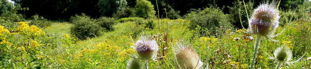 Nature-guide information on flower finding.
