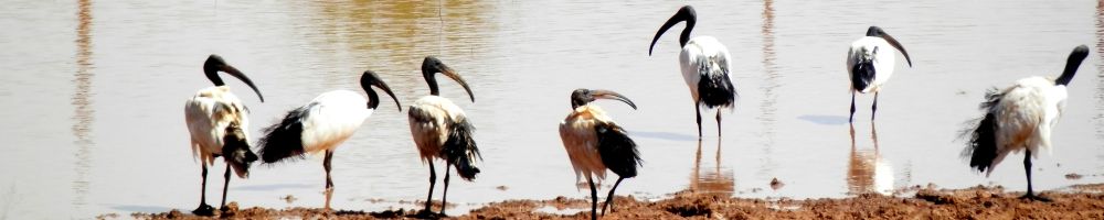 Nature-guide information on bird finding.