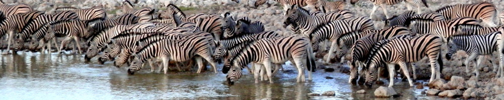 Nature-guide information on mammal finding.